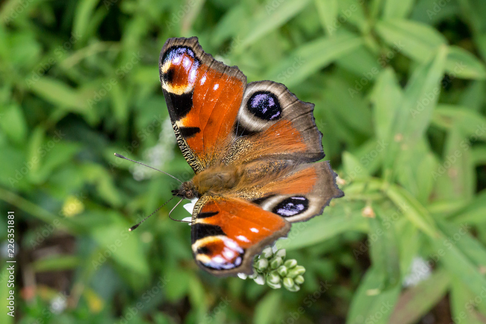 Obraz premium European Peacock butterfly (Aglais io) on a white flower