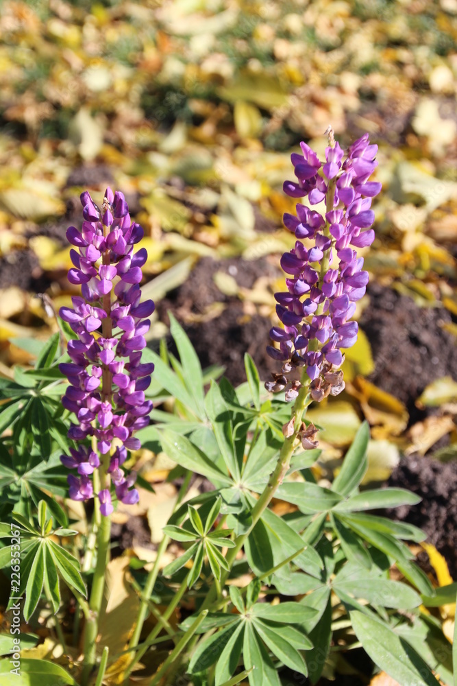 Obraz premium Lupines At Alexander Circle, Edmonton, Alberta