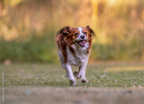 dog running in park
