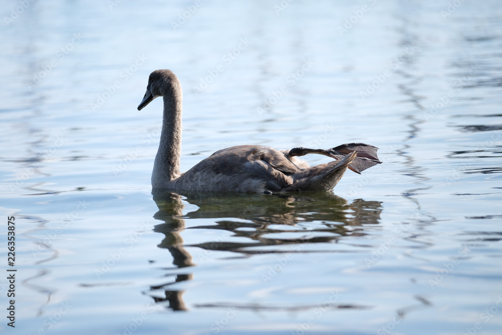 Junger Schwan Junger Schwan