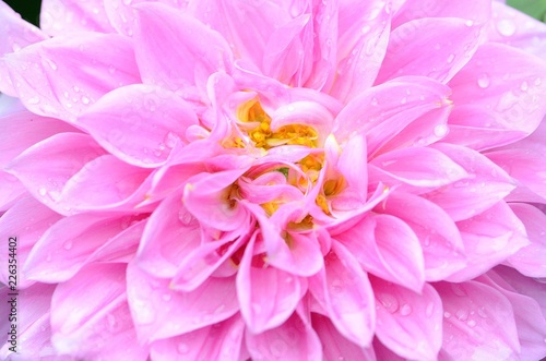 pink flower © Chris Chung