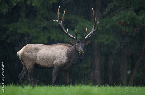 Bull Elk in the Rain 