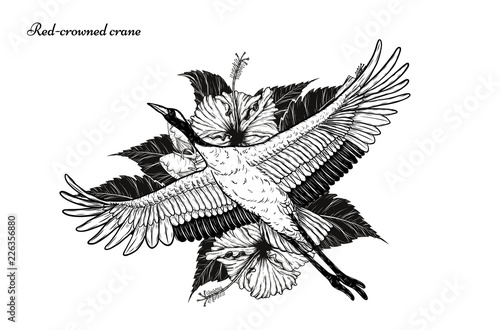 Red-crowned crane with hibiscus tattoo by hand drawing.Beautiful bird on white background.Grus japonensis art highly detailed in line art style.Chinese bird for tattoo or wallpaper.