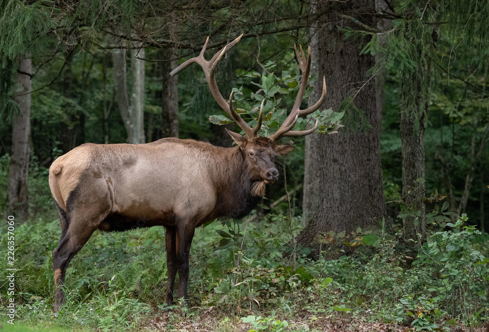 Fototapeta premium Bull Elk