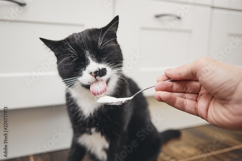 Fototapeta Naklejka Na Ścianę i Meble -  Hungry domestic cat