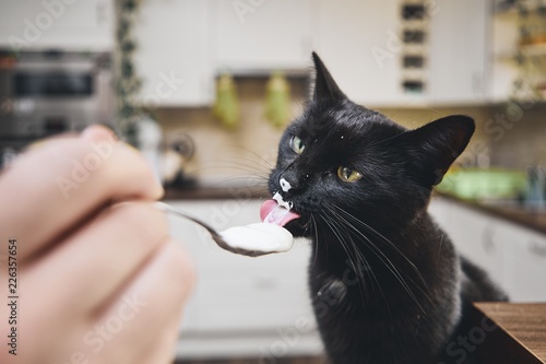 Hungry domestic cat