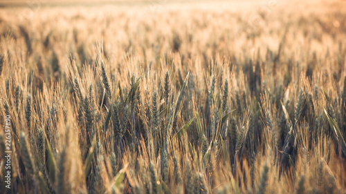 field of wheat 2