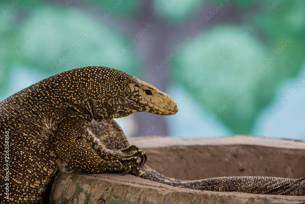 Obraz premium A reptile at the zoo