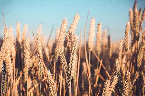 ears of wheat