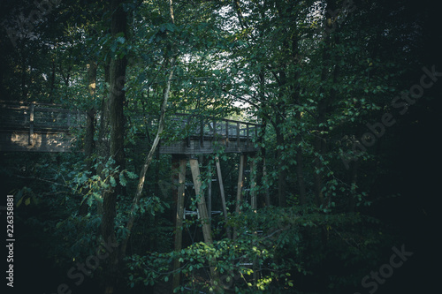 bridge in the forest