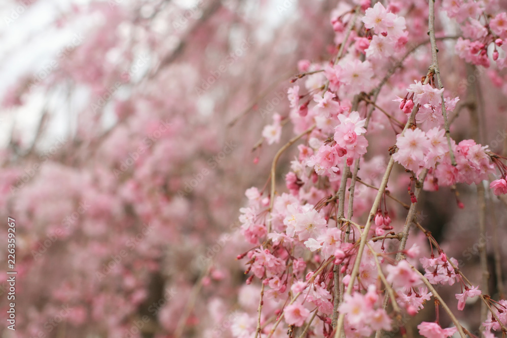 pink Cherry blossoms or sakura full bloom with blurred background in Japan.