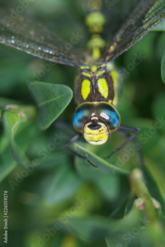 head of dragonfly close up