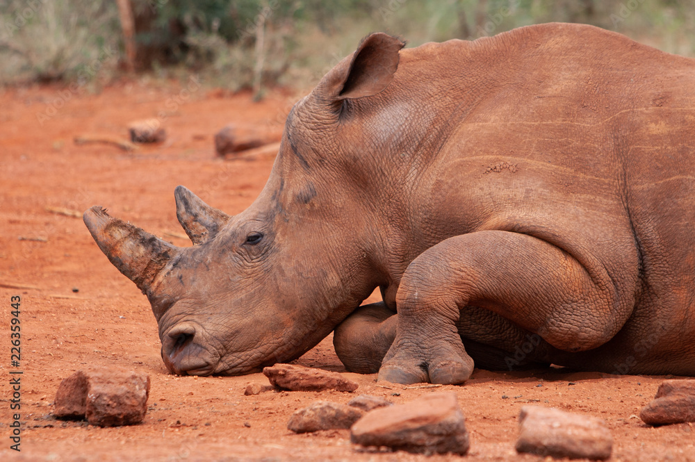 Fototapeta premium Resting white rhino Ceratotherium simum