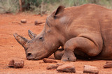 Resting white rhino  Ceratotherium simum