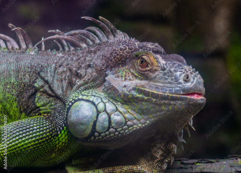 A reptile at the zoo A reptile at the zoo