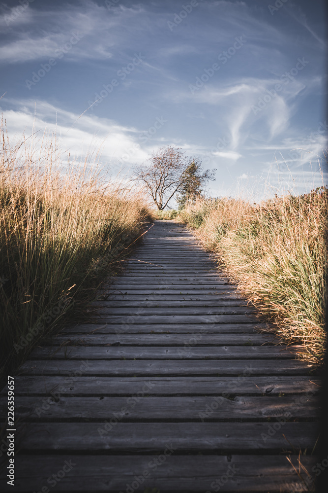 Fototapeta premium wooden path in the field 3