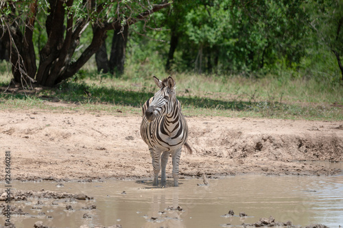 Plains zebra (common zebra, Burchell's zebra, quagga) ( Equus quagga) standing at waterhole.	