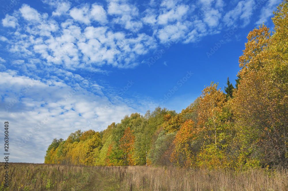 Landscape with colorful trees in autumn forest on a background of beautiful blue sky with white clouds on a sunny day.