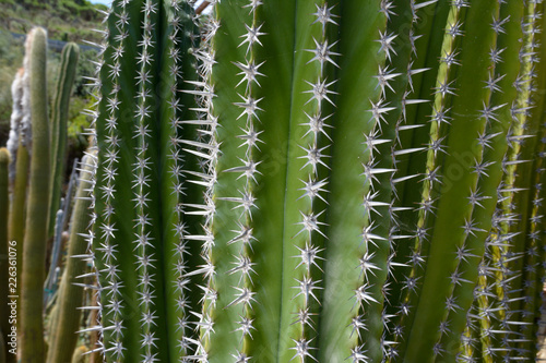 Säulenkaktus Cereus Detail © H. Rambold