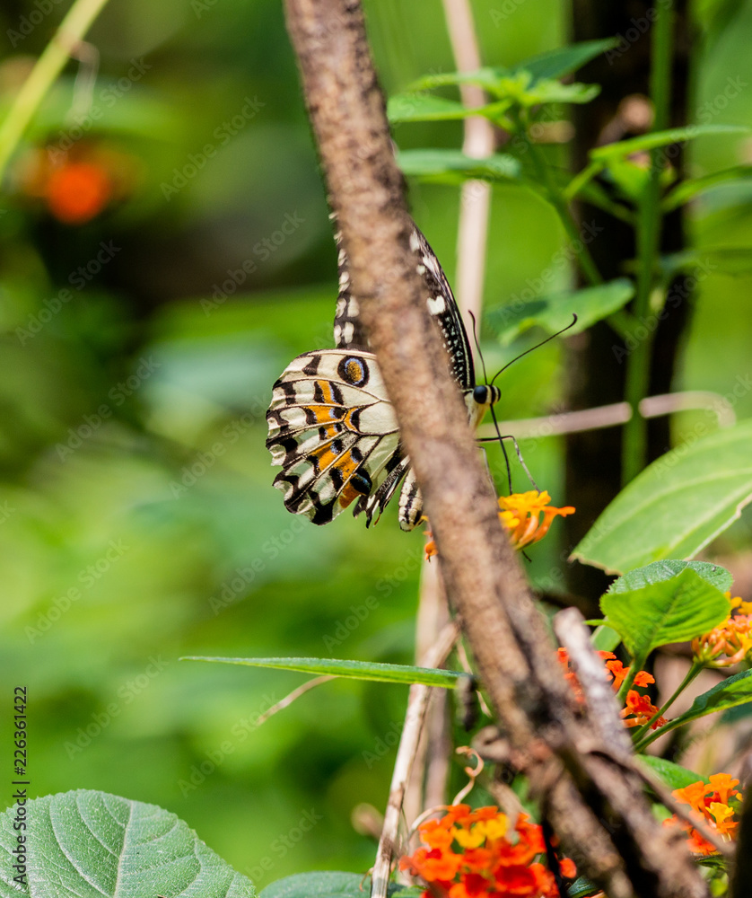 A butterfly in the Zoo of Ho Chi Minh City