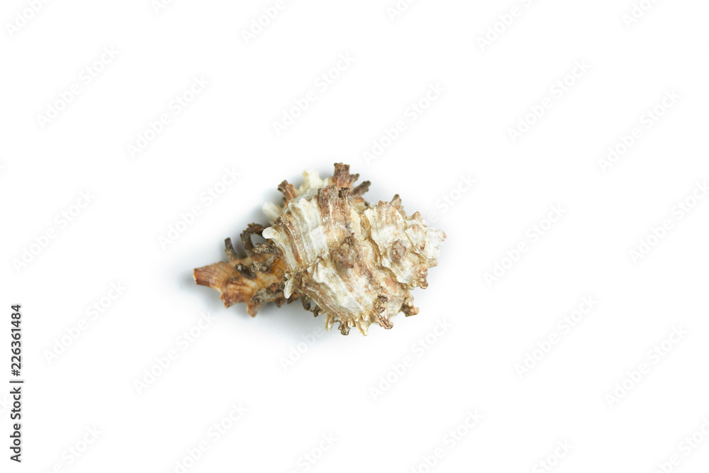 isolated seashell on a white background