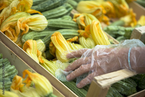 Female hand wearing disposable plastic gloves picking fresh zucchini with flowers
