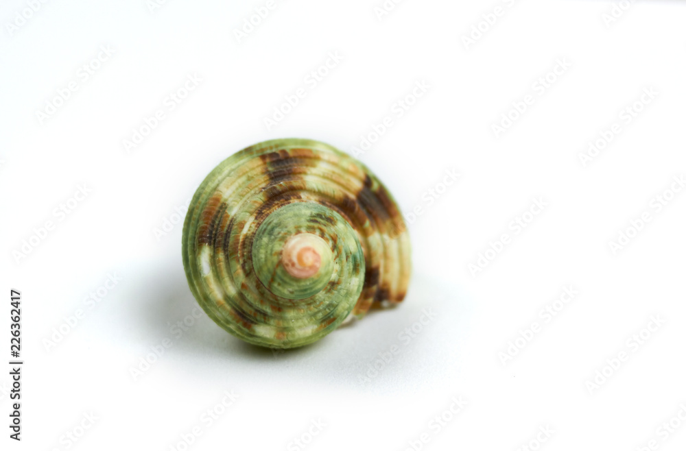 isolated seashell on a white background isolated seashell on a white background