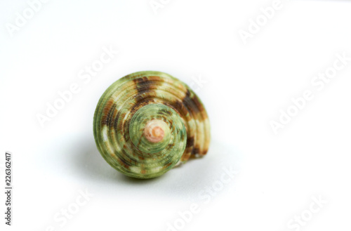 isolated seashell on a white background