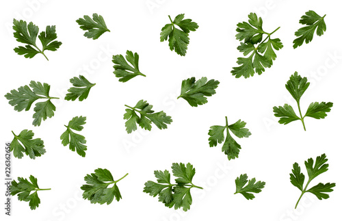 Green leaves of parsley isolated on white  top view