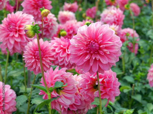 Rosa Dahlia