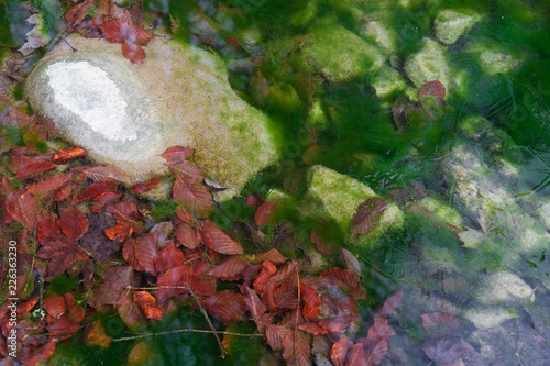 Fallen leaves frozen in ice