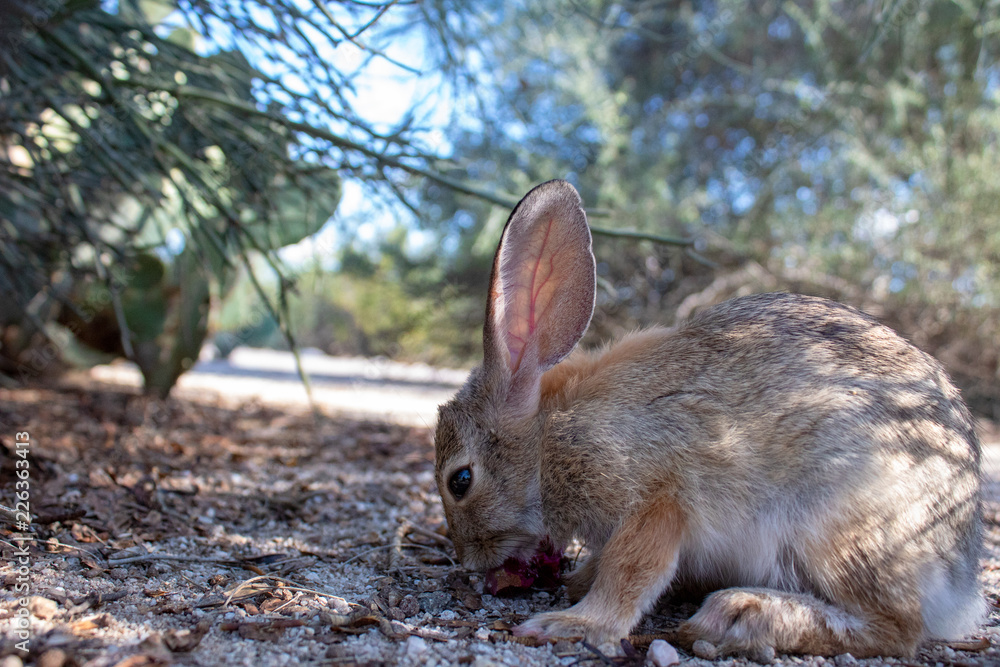 An adult female desert cottontail rabbit, Sylvilagus audubonii, eating prickly pear cactus fruit in the Sonoran Desert. Wildlife native to the American Southwest, Pima County, Tucson, Arizona, USA. An adult female desert cottontail rabbit, Sylvilagus audubonii, eating prickly pear cactus fruit in the Sonoran Desert. Wildlife native to the American Southwest, Pima County, Tucson, Arizona, USA.