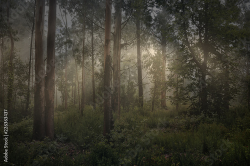 Magic foggy forest © Zacarias da Mata
