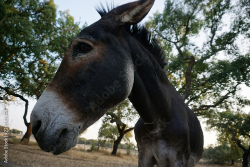 Front profile of a cute curious donkey in a field © soniagoncalves