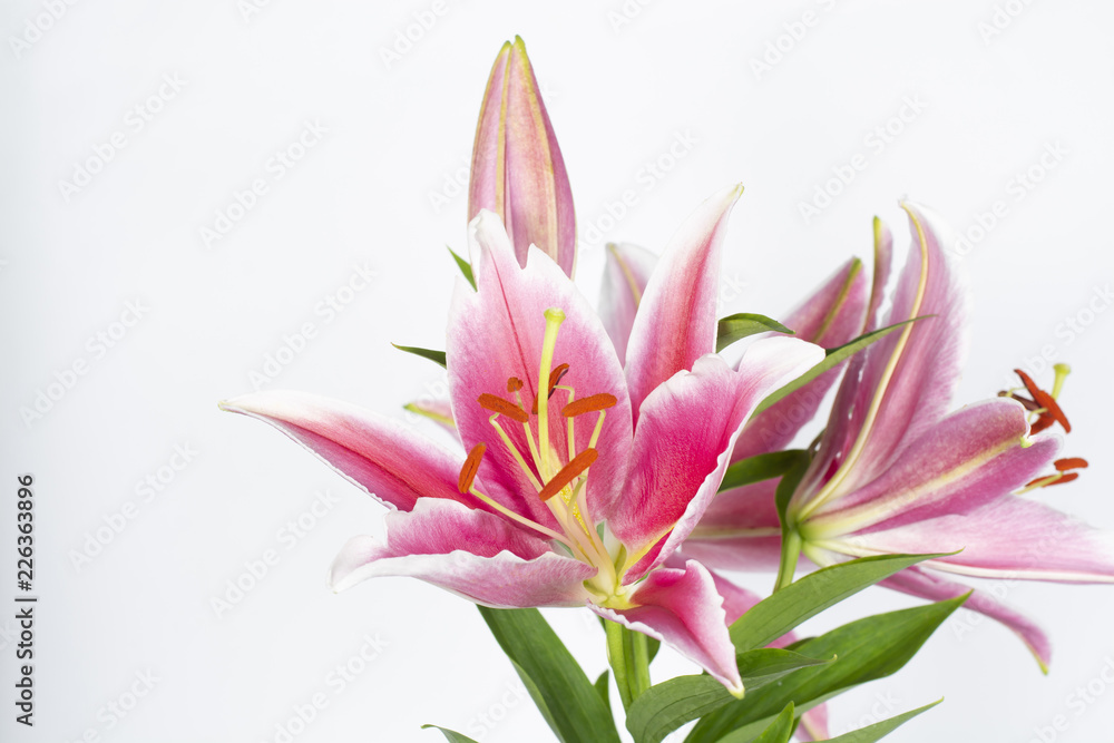 Beautiful pink lily bouquet on a white background.