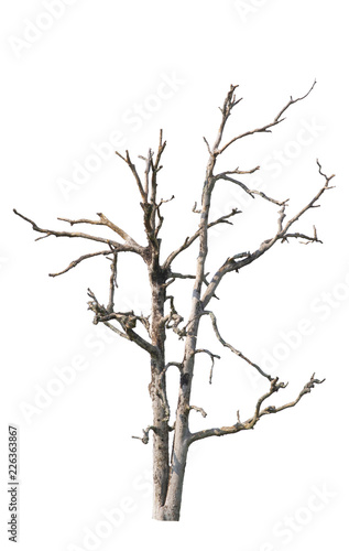 Dead tree isolated on a white background