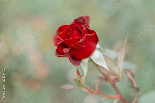 Tableau sur toile Dark Red Rose In The Garden Shot With Copyspace