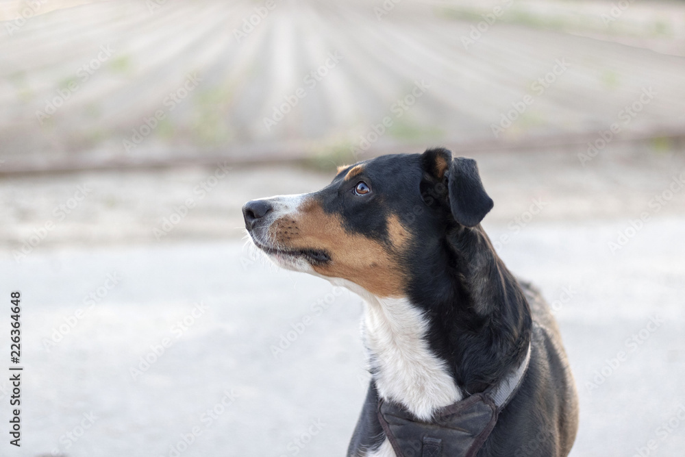Appenzeller Sennenhund Bedrohlicher Blick Appenzeller Sennenhund Bedrohlicher Blick