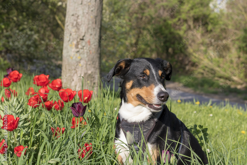 Appenzeller Sennenhund sitzt in  Tulpen