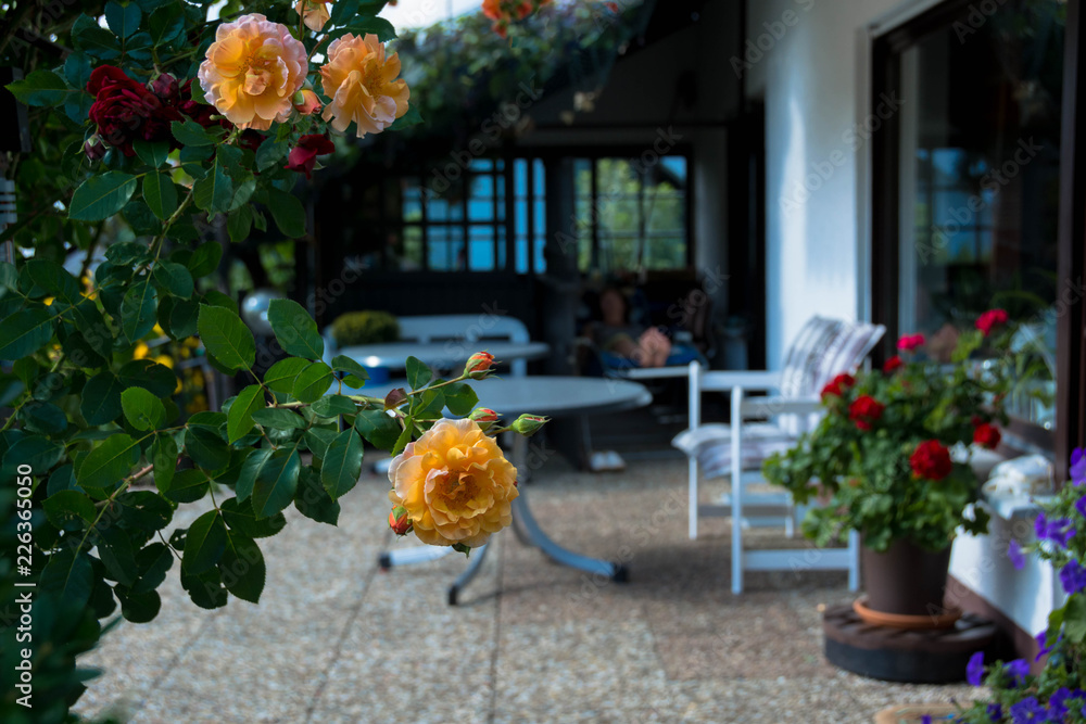 Terrasse mit Rosen