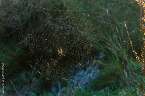 Spider In Middle Of Web 3