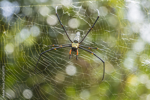 Giant Long-jawed Orb-weaver