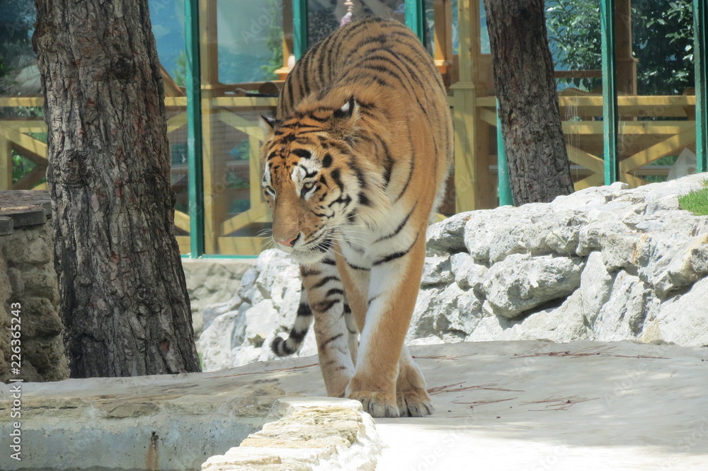 Naklejka premium Tiger