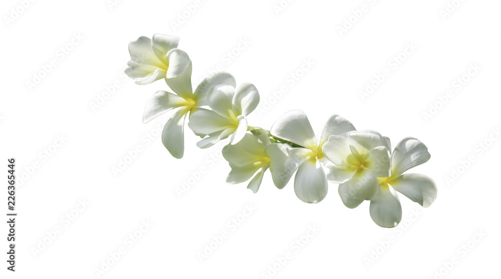 Fototapeta premium bouquet white plumeria with path