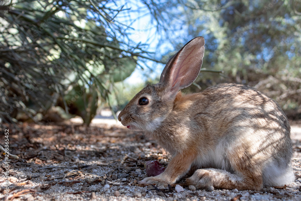 Fototapeta premium An adult female desert cottontail rabbit, Sylvilagus audubonii, eating prickly pear cactus fruit in the Sonoran Desert. Wildlife native to the American Southwest, Pima County, Tucson, Arizona, USA.