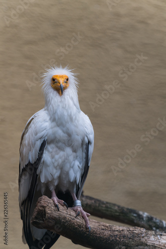 Schmutzgeier sitzt auf Ast  Blick nach vorne