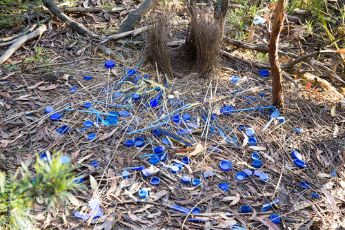 An elaborate nest of the immature satin bowerbird with a collection of blue plastic objects it has collected to attract female attention