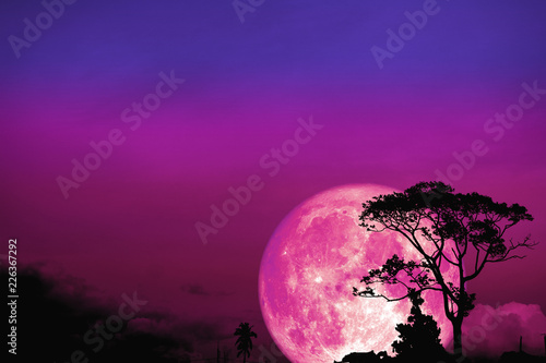 full Beaver moon back over silhouette tree in field on night sky