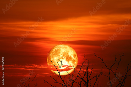 blood moon falls on surface sea and shadows branche tree