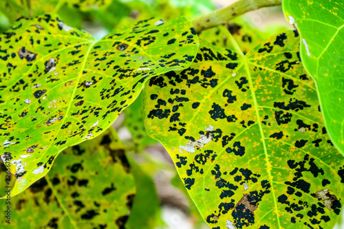 Billede på lærred Leaf blight with grey centre and with brown border occur in large number in nurs
